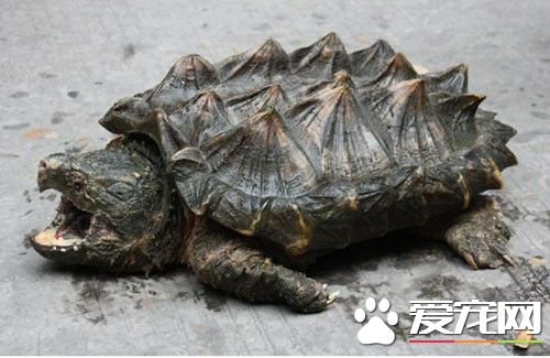 怎樣判斷烏龜的年齡 龜背甲盾片上的同心環紋計算