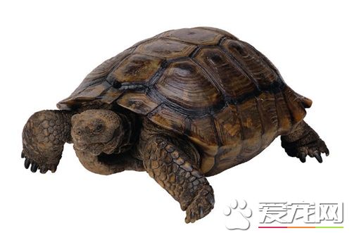 鎮宅養什麼龜 鎮宅的烏龜還是銀線墨龜好