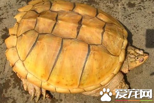 如何養鳄魚龜 食料一般投喂魚飼料和小魚苗