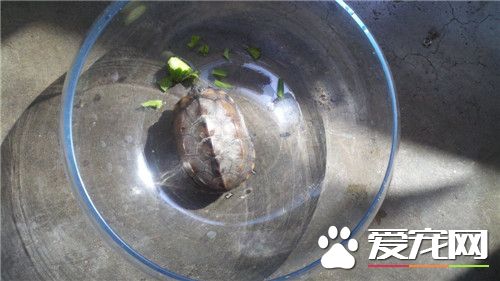 烏龜為什麼不能吃 溫度少於13度會進入冬眠