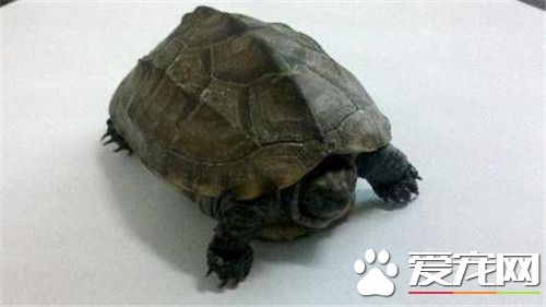 烏龜幾天喂一次食 只需要兩天喂一次即可