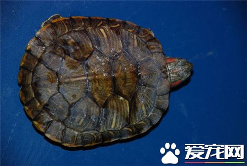 怎麼分辨烏龜的種類 五種常見的烏龜種類分辨