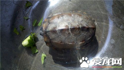 怎樣讓烏龜吃東西 給龜吃葷腥味重的食物