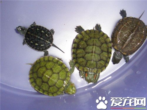 家養烏龜怎樣過冬 幾種常見的烏龜冬眠方式