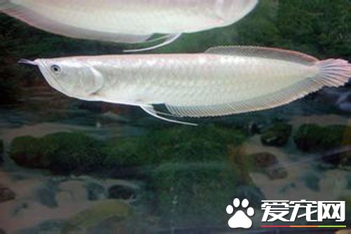 銀龍魚怎麼分雌雄 銀龍魚怎麼看公母