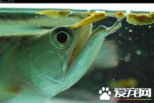 銀龍魚有多大 告訴你銀龍魚可以能長多長