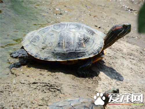 烏龜是卵生還是胎生 烏龜是卵生動物