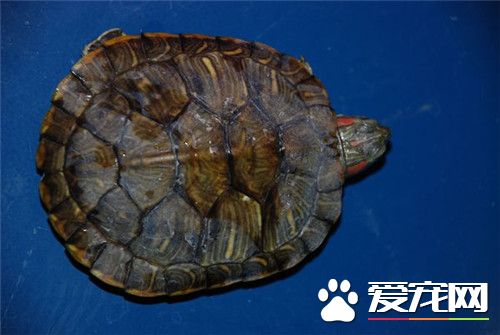 烏龜如何分辨公母 雌性龜背甲較短且寬