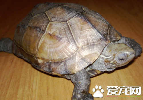 烏龜可以辟邪嗎 能辟邪烏龜是四靈之一