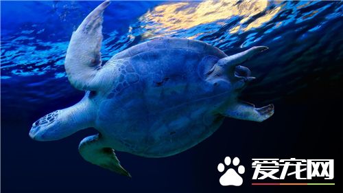家裡適合養烏龜嗎 一般來說家裡適合養烏龜