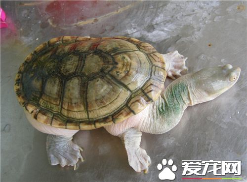 秋天怎麼養烏龜 喂給富有營養並含鈣量高的食物