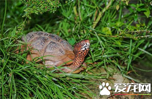 魚缸可以養烏龜嗎 要看具體什麼種類的龜