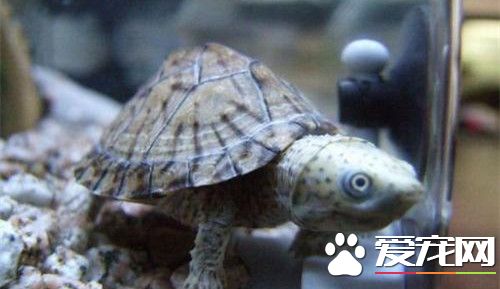 養烏龜幾天換一次水 夏天一般一天換一次