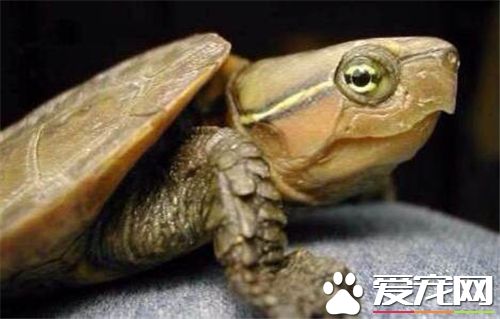在家裡養烏龜好嗎 在家裡養龜當然是好的