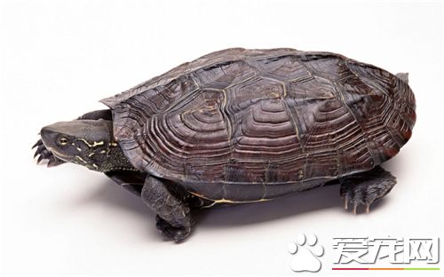 養龜有什麼說法 龜紋中央有三格代表天地人