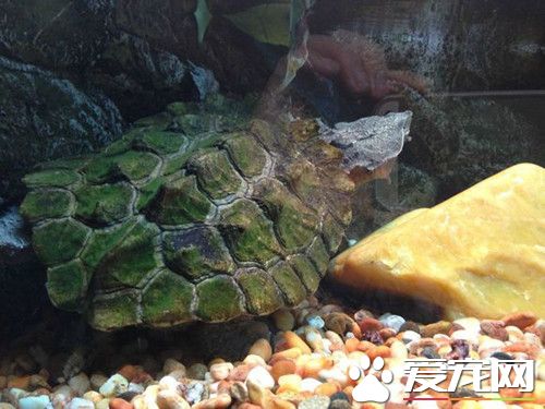 家中養龜好嗎 龜五行屬水養龜則有利其家財運
