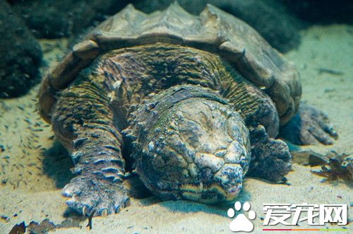 鳄魚龜好養嗎 飼養鳄魚龜該注意的地方