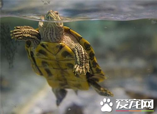 養龜放多少水合適 換水建議每天部分換