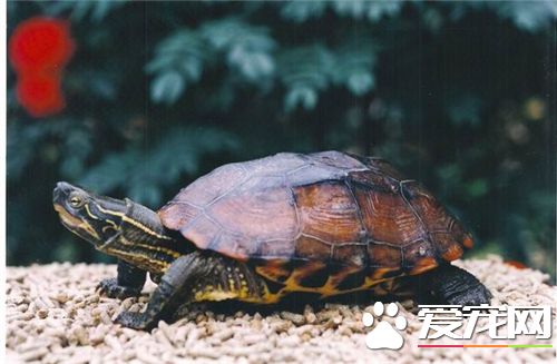 珍珠龜冬天怎麼養 珍珠龜冬天飼養的方法
