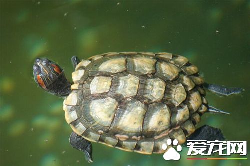 野生龜怎麼養呢 飼養野生龜應該注意的問題