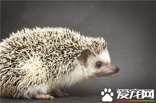 野生刺猬能養嗎 野生刺猬喜歡吃什麼