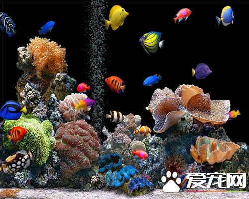 熱帶魚生小魚前的征兆 會獨自躲在角落