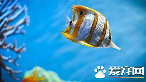 熱帶魚冬天怎麼養 需要調整喂食的時間