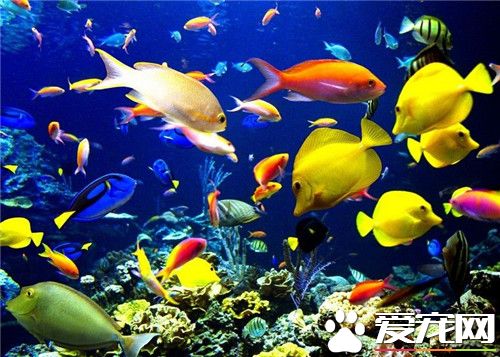 哪種熱帶魚最好養 孔雀魚飼養相對比較簡單