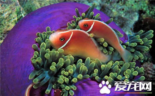 熱帶魚的水溫是多少 熱帶魚的飼養環境