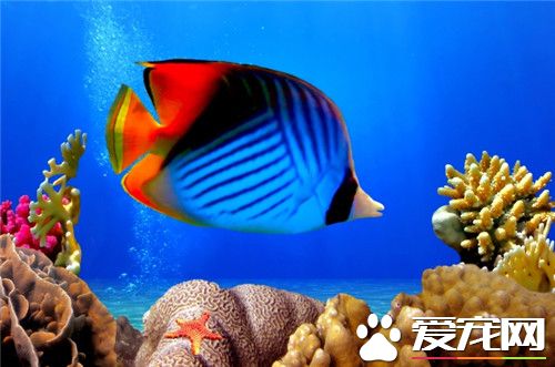 熱帶魚幾天喂一次食 熱帶魚的定時定量