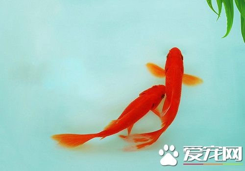 金魚用什麼水養 教你觀賞金魚怎麼飼養