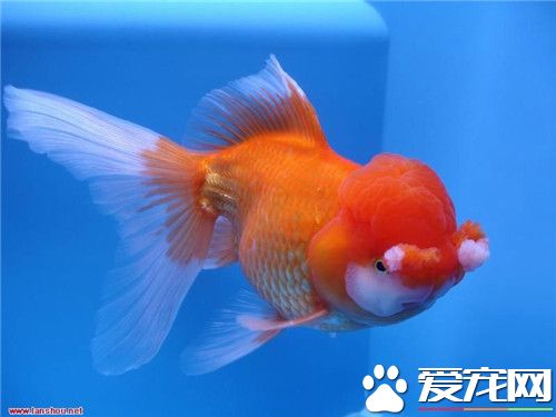 魚可以喂什麼 如果金魚喂多了怎麼辦
