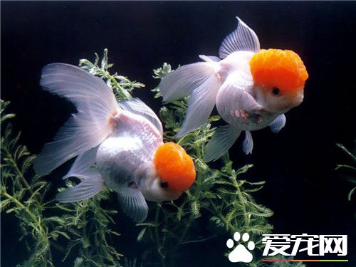 金魚為什麼養不大 這和你的飼養方式有關