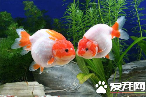什麼牌子的金魚食好 帶你了解金魚飲食