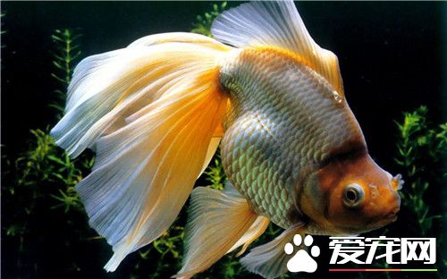 家庭金魚怎麼養 教你怎麼樣養好金魚