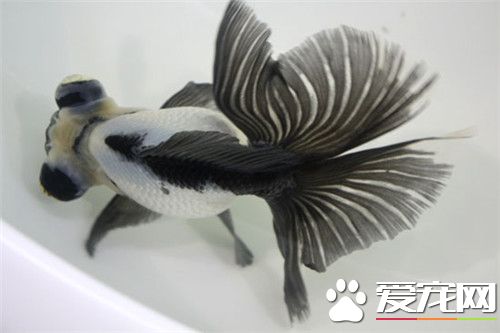 蘭壽魚好養麼 了解什麼金魚會比較好養