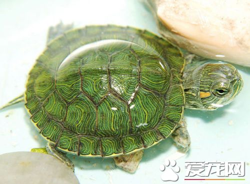 養龜用什麼容器 帶你了解養龜容器的選擇