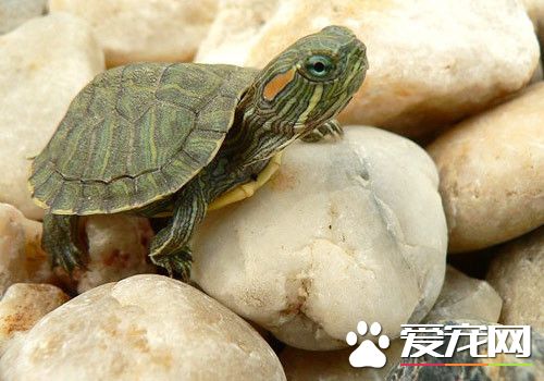 辦公室養龜風水 辦公室養龜風水的介紹