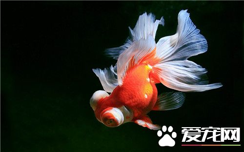 金魚飼養方法 金魚不同階段飼養方式不同