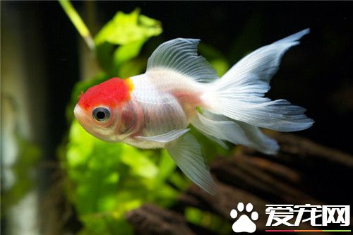 如何喂養金魚 喂養金魚的方法有哪些
