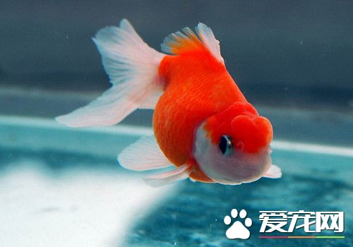 金魚應該怎麼養 金魚的幼苗又要怎麼養
