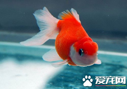 金魚愛吃什麼 了解金魚最喜歡吃的食物