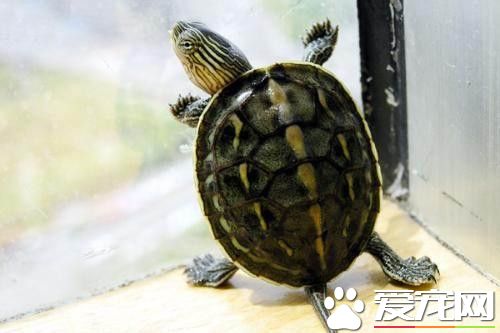 養烏龜放多少水合適 最好別放太多的水