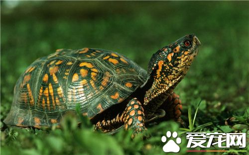 秋天烏龜怎麼養 秋天飼養烏龜的小技巧