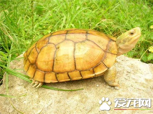 烏龜干養會死嗎 可以適當的放點水