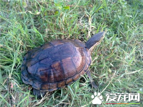 家裡怎麼養烏龜 家中飼養烏龜的小技巧