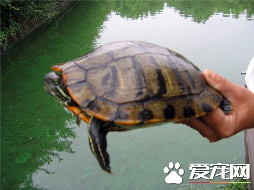 養烏龜要放水嗎 小龜的缸裡需要放水