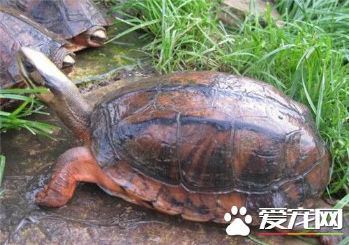 烏龜養單數還是雙數 養龜種類不要過多