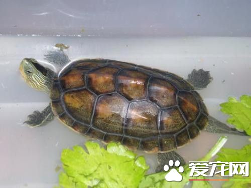 家裡養的烏龜冬眠嗎 最好烏龜冬眠的准備