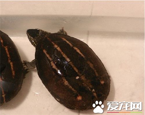 養龜水裡放什麼 養龜時裝飾品的放置